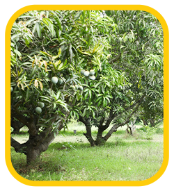 Mango Farm land Thiruthani